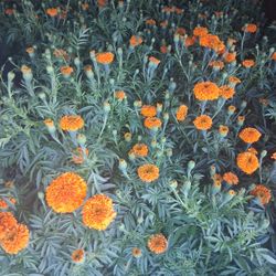 Marigold / CINPLASUCHES