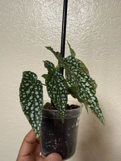 Begonia White Ice