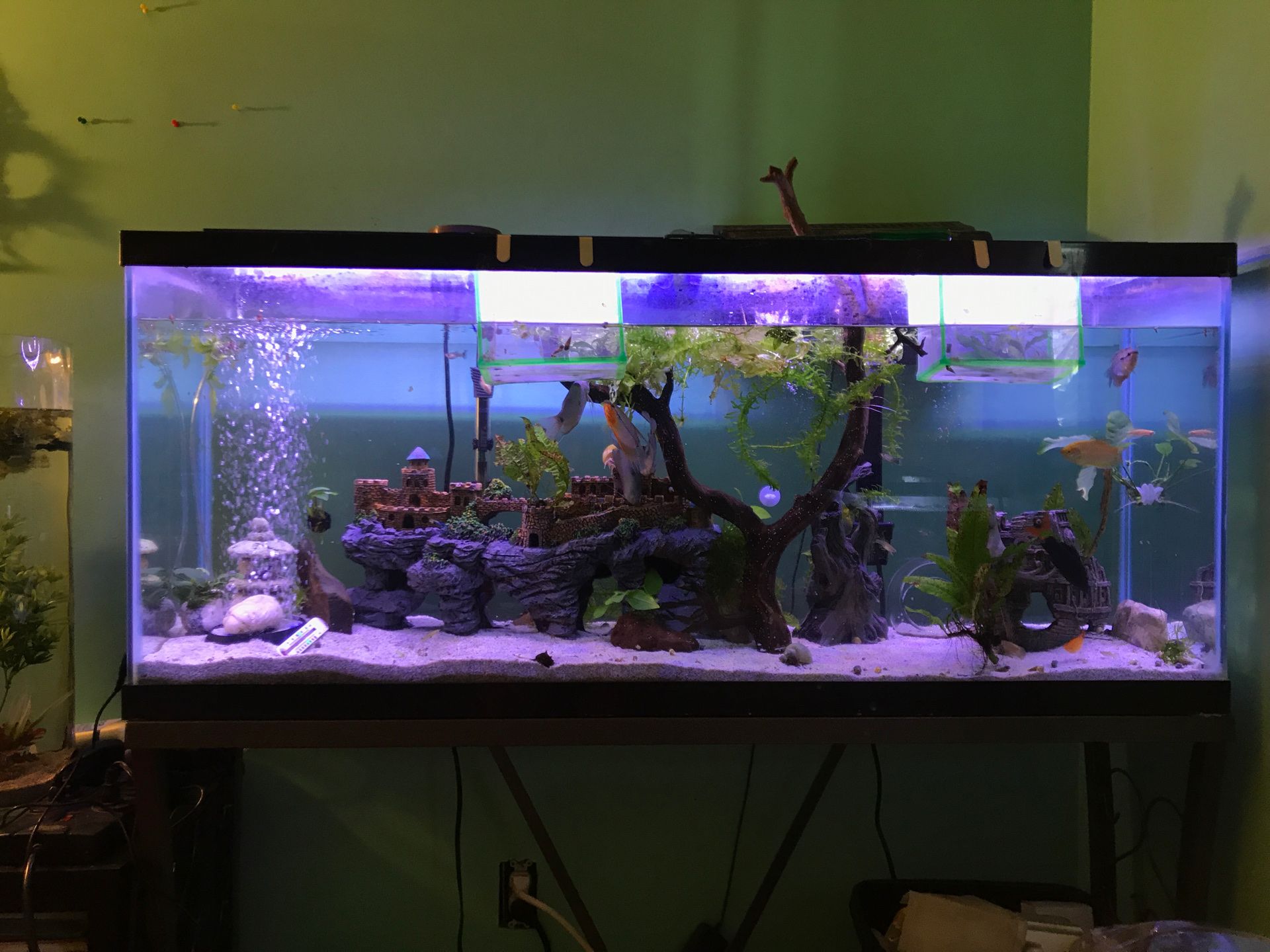 55 gallon fish tank set up