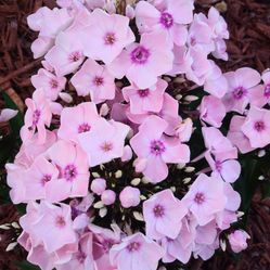 Moving sale. Plants for sale July 31st at 163. River City Blvd 63125. All my plants are 50% Off