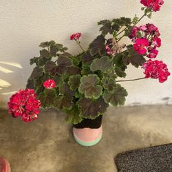 Exotic Geranium Double Flowers Plant, In 1 Gallon Pot Pick Up Only