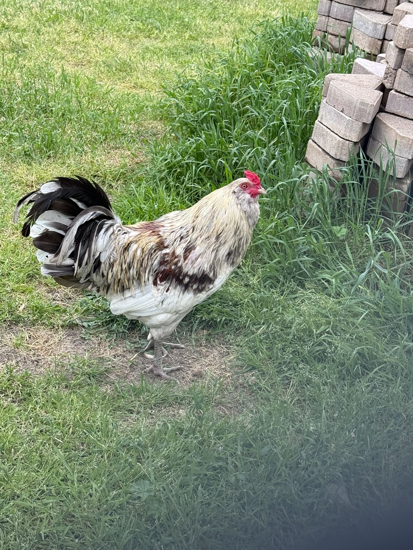 Ameraucana Rooster 