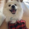 Jackson 