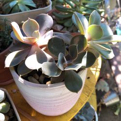 Beautiful Pink Succulent In Pink Ombré Pot