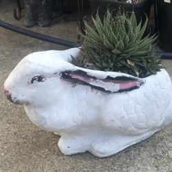 Suculenta Maseta De Semento