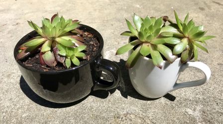 Succulents in Black and White Mugs