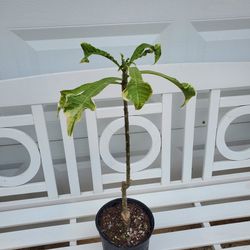Varigated Plumeria Pudica Plant