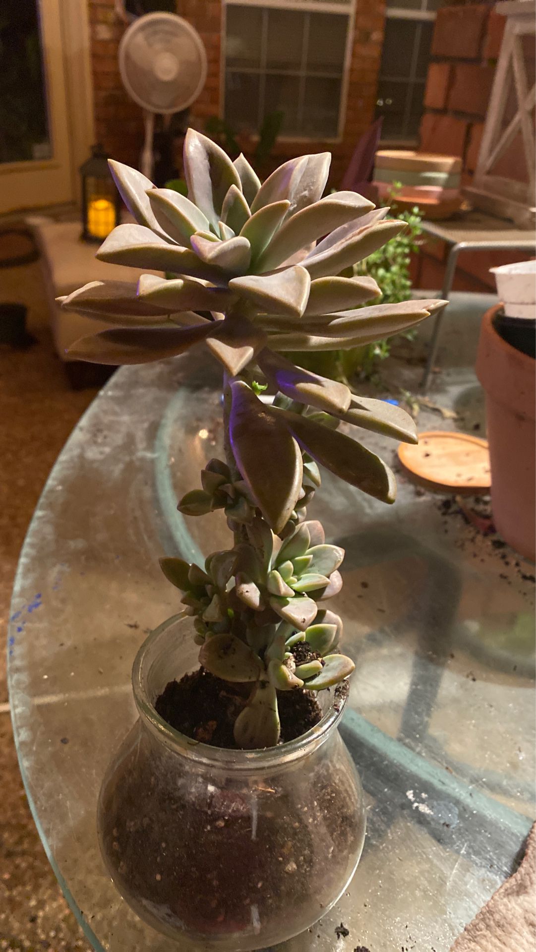 Huge Escheveria succulent with tons of tiny babies growing on stem