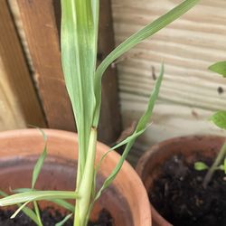 Lemongrass Plant