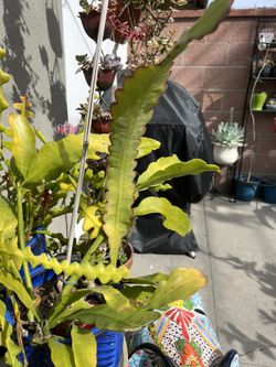 Epiphyllum