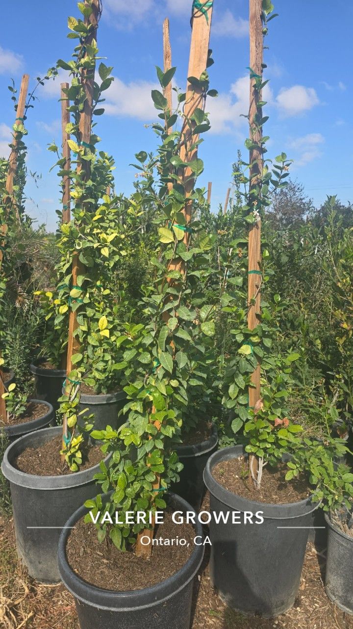 Start Jasmine