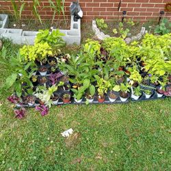 Assorted Potted Plants