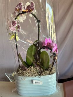 Orchids 💜