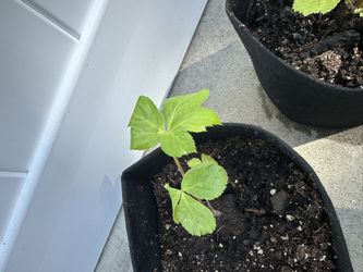 ashitaba (angelica keiskei). A Plant That Heals You!