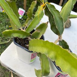 Dragon fruit