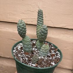 6” pine cone cactus