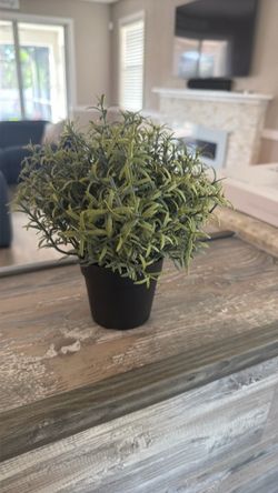 Faux Rosemary Plant in Black Pot