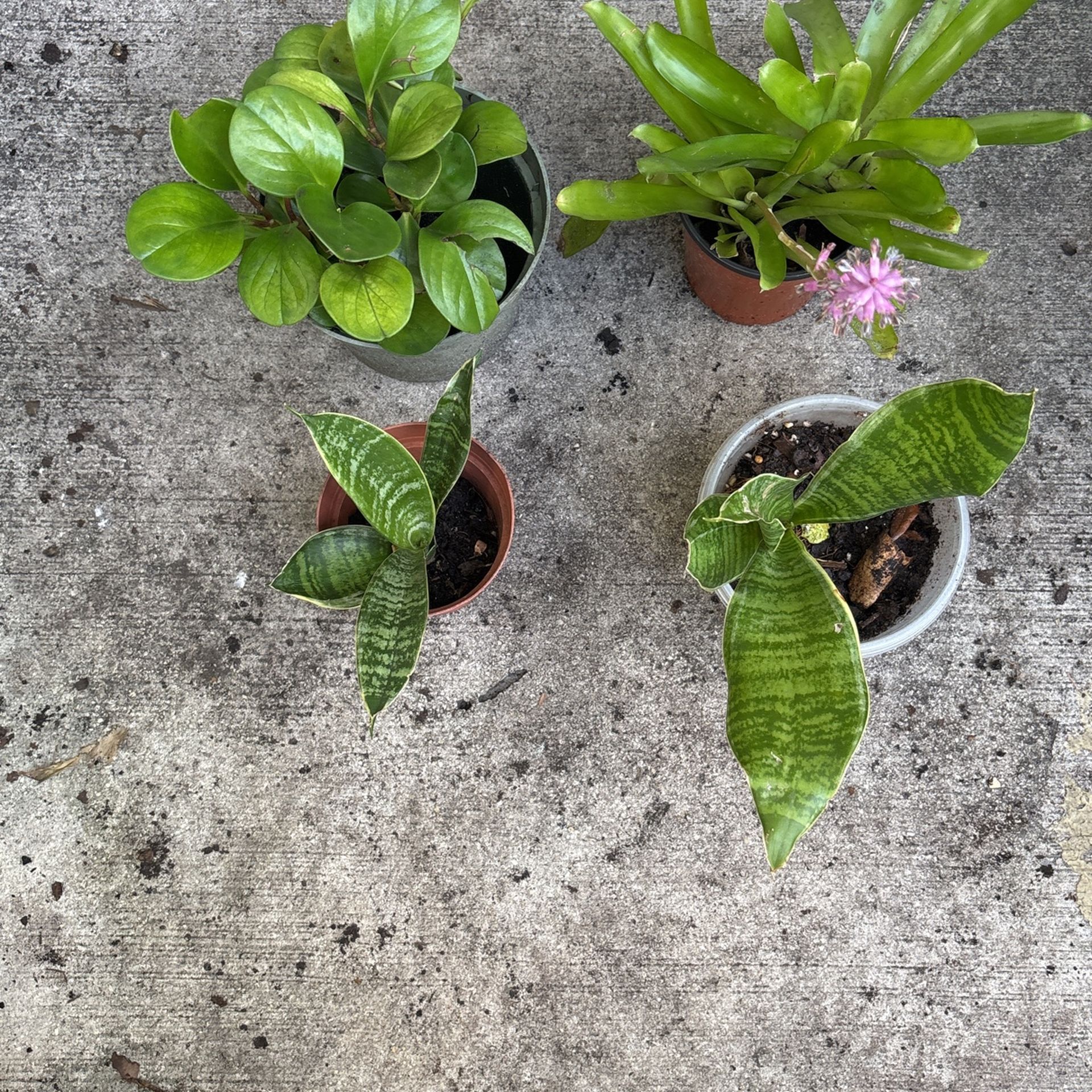 Plant 
