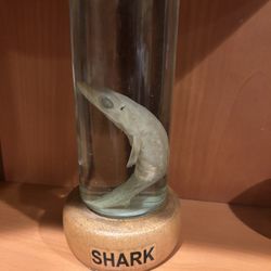 Shark In A Jar