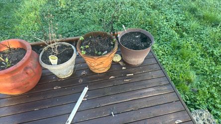 Misc Plant Pots, Free