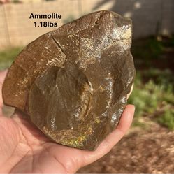 Natural Dragonskin Opalized Ammolite Fossil from Canada 1.18lbs