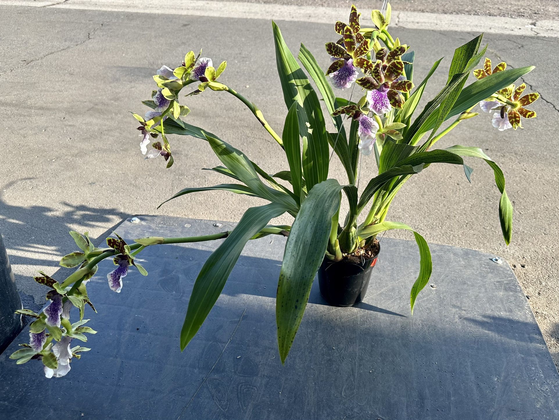 Beautiful Cascade Orchids 2,3,4,5 Spikes $35-50( Fragrant Orchids)