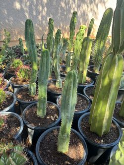 San Pedro Cactus