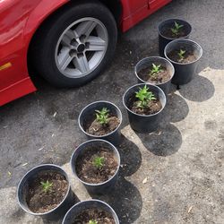 Chilli Pepper 🌶️ Plant Plantas De Chilli 
