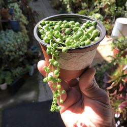 String Of Pearls Succulent Plant