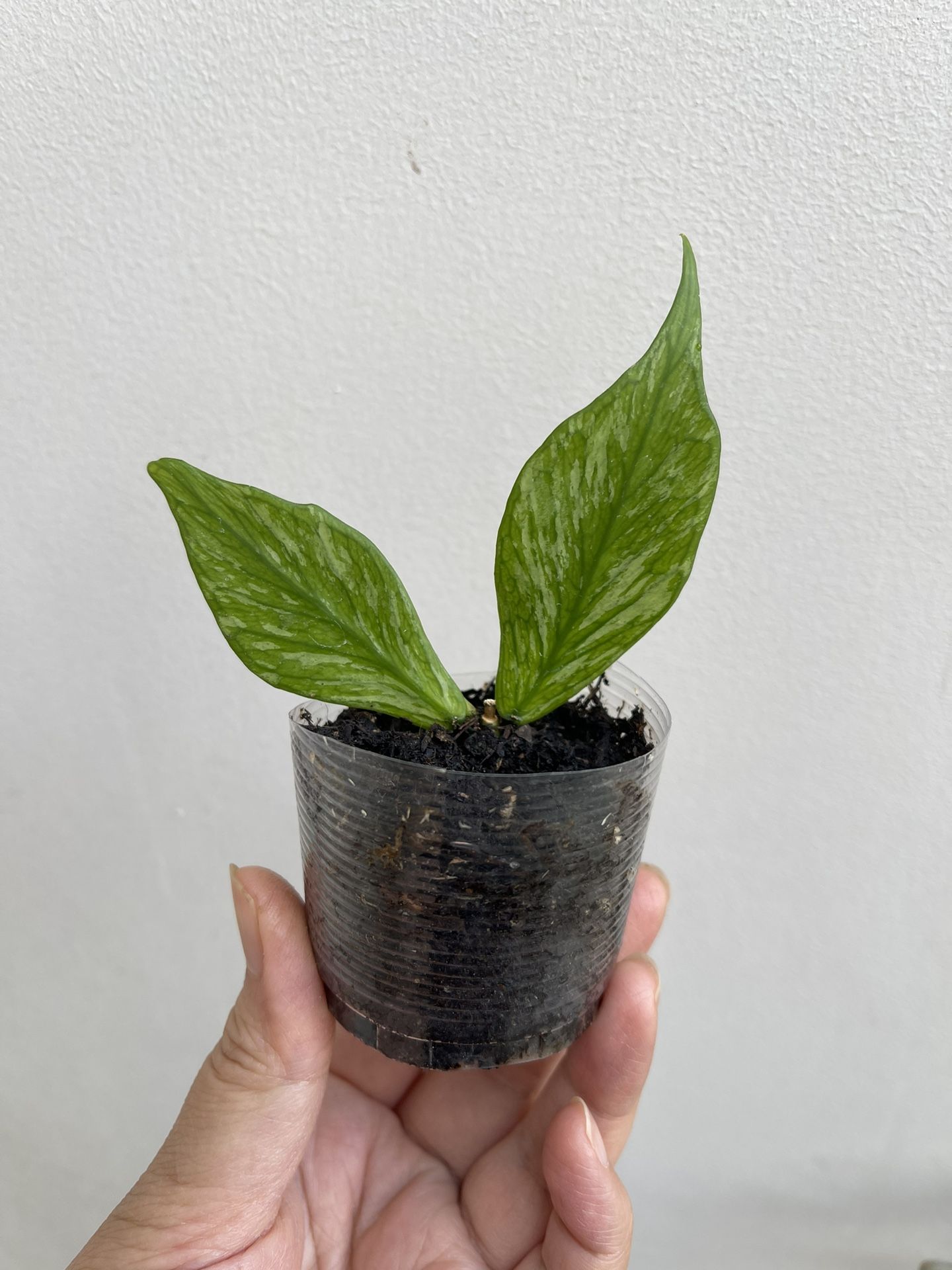 Beautiful Hoya Polyneura Silver AKA Broget Plant