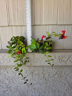 Mona Lisa Lipstick Plants