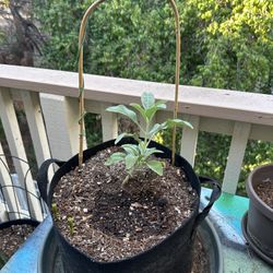 White Sage, 5 Gallon Pot