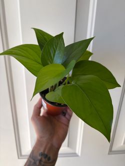 Golden Pothos