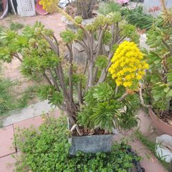 Plant In Cuper Pot