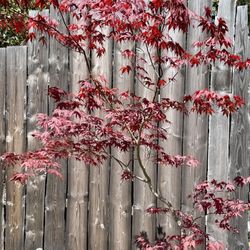 Japanese Maple Bloodgood