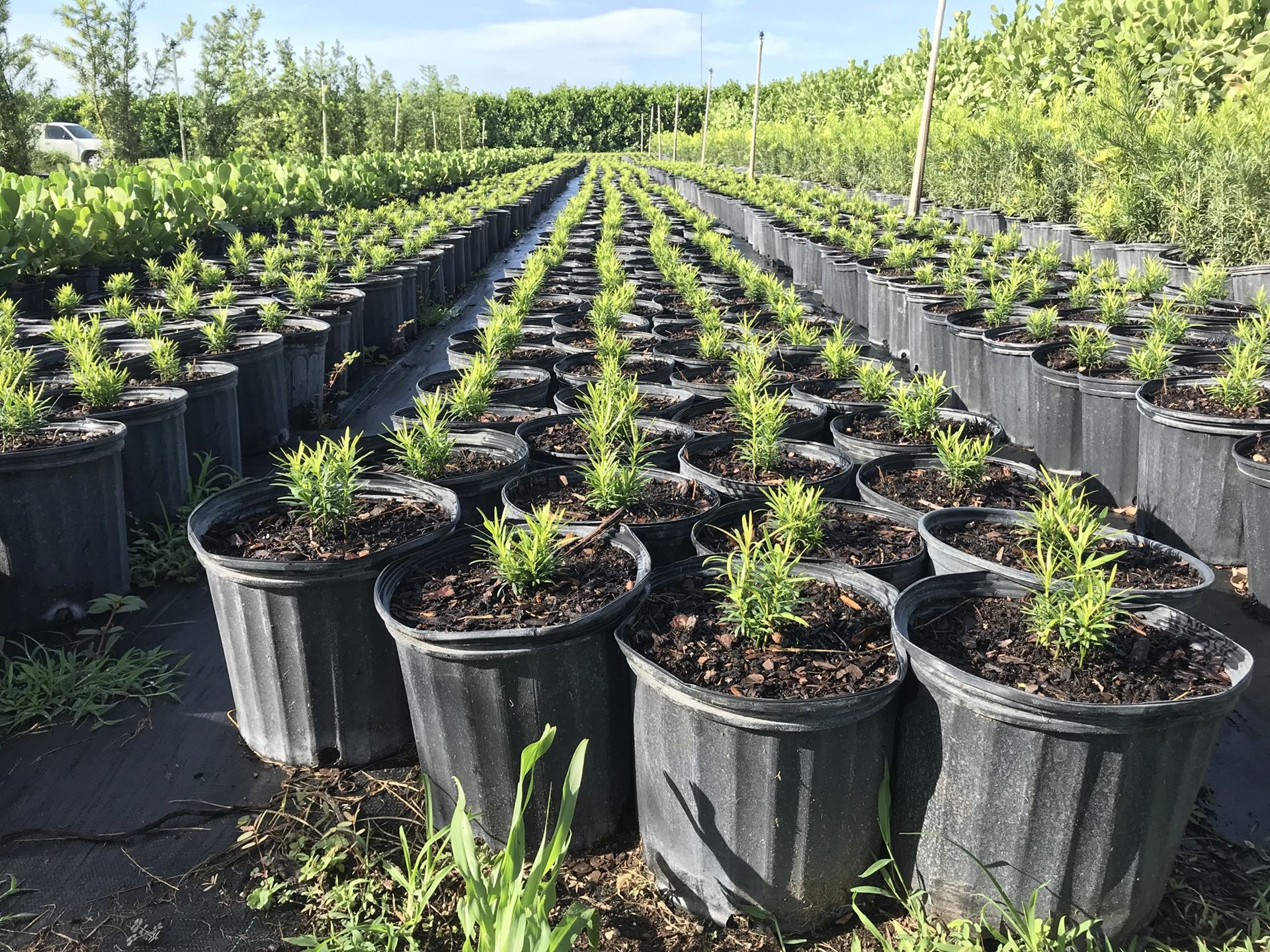PODOCARPUS HEDGE PLANTS, MODERN DESIGN