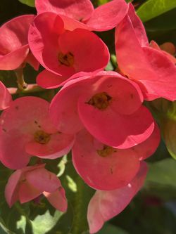 Corona De Cristo Rosa Diamante