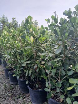 Clusia privacy hedges on sale now $40
