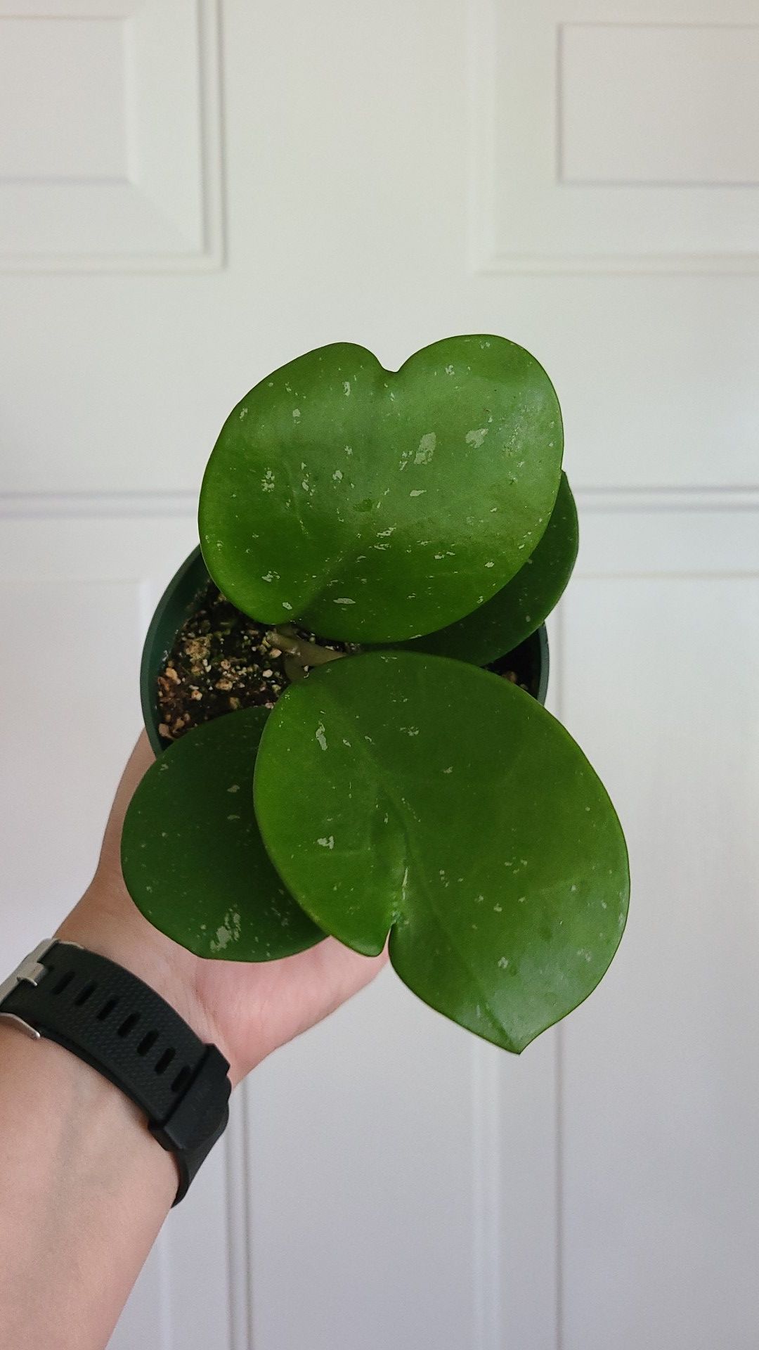 Hoya Abovata