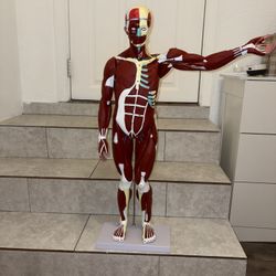 Human Anatomy Model