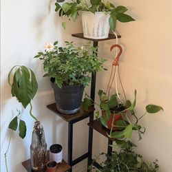 🔥 Today’s Deal | 6-Tier Corner Plant Stand – Space-Saving Indoor Plant Shelf (Rustic Brown)