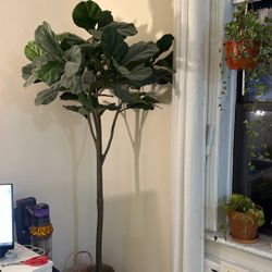 monkey tree house plant Money Tree | Indoor Plants