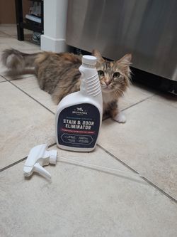 Stain And Odor Eliminator