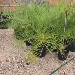 Palmas Silvestres 15 Gallones