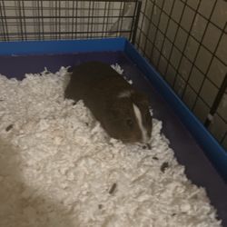 Male Guinea Pig 