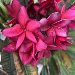 Irma Bryan Plumeria Cutting 