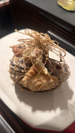 Seashell collection