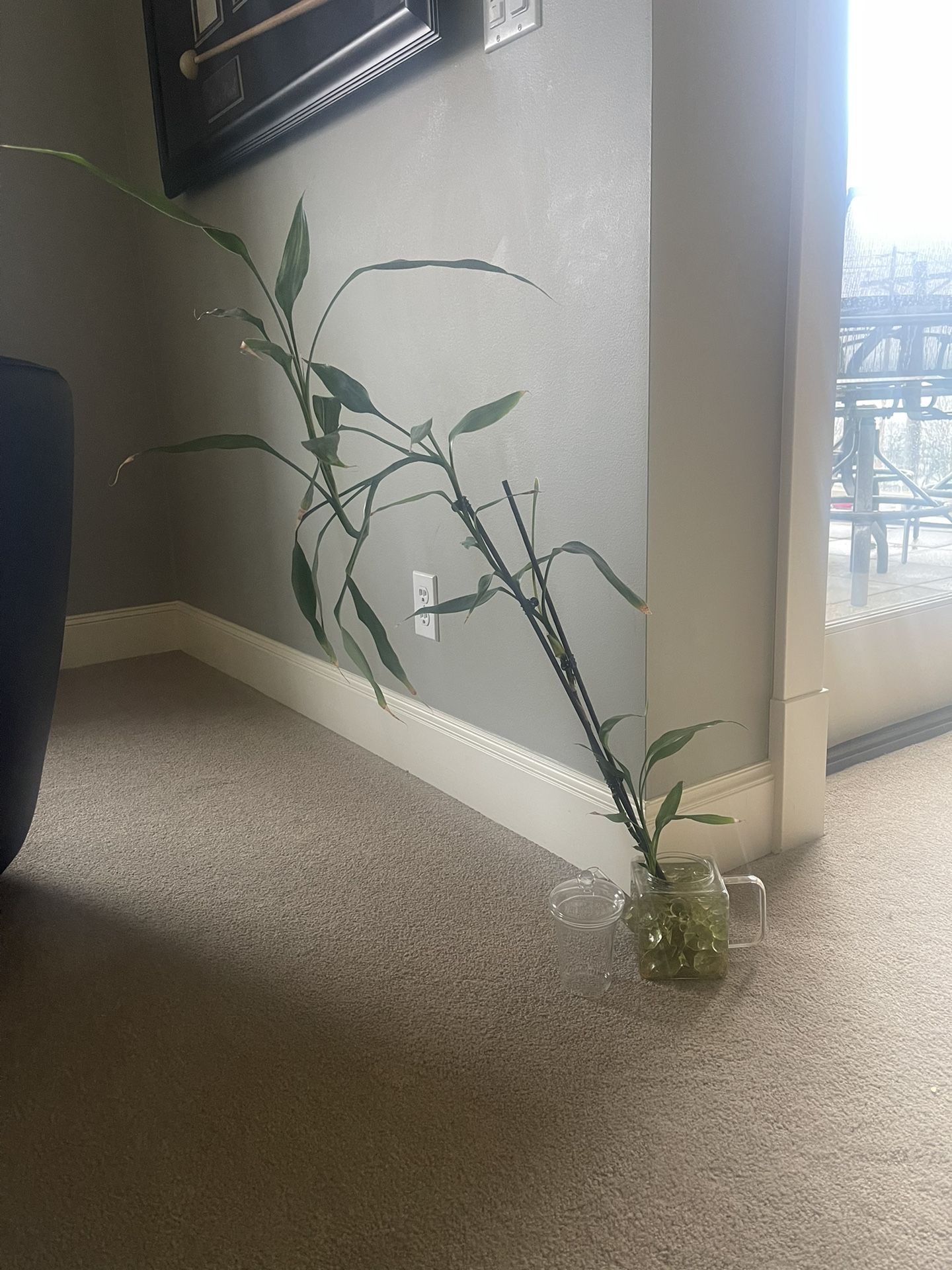 Bamboo Plant With Glass Teapot