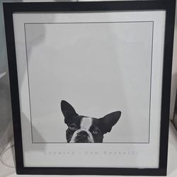 Boston Terrier wall picture framed in black