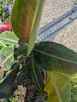 Beautiful, Potted Dwarf Banana Plant. Read Details